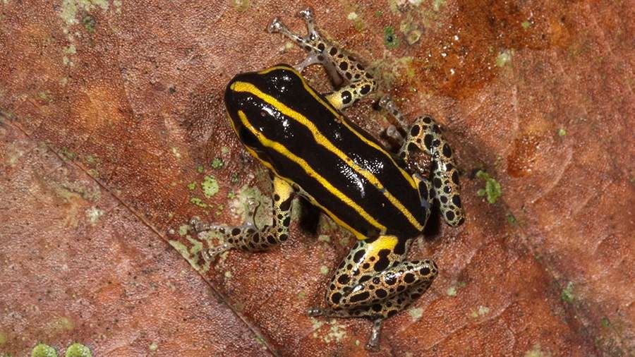 Ученые обнаружили новый вид ядовитой лягушки в амазонских лесах Перу