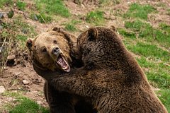 На месте пропавшей российской семьи заметили двух медведей